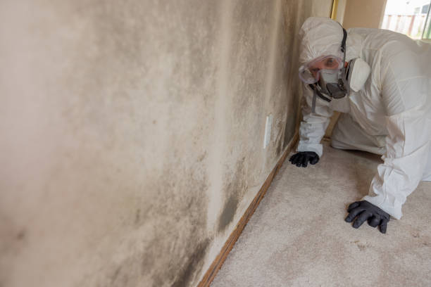 Why You Should Choose Our Mold Remediation Services in Mount Carmel, IL